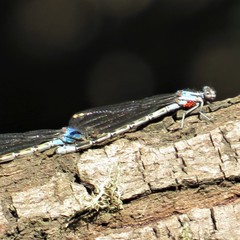 Arrenurus