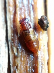 Metopsia