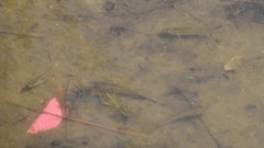 Fundulus heteroclitus