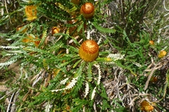 Banksia formosa
