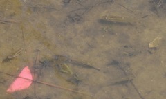 Fundulus heteroclitus