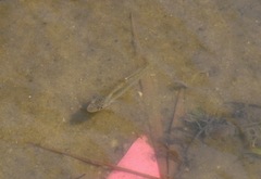 Fundulus heteroclitus