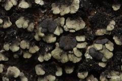 Psora rubiformis