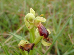 Ophrys fusca funerea