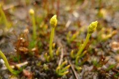 Phylloglossum drummondii