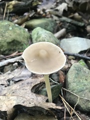 Psathyrella