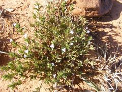 Dyschoriste costata