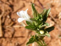Dyschoriste costata