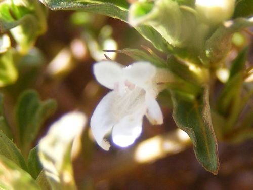 Image of Dyschoriste Costata (Dyschoriste costata) by no rights reserved