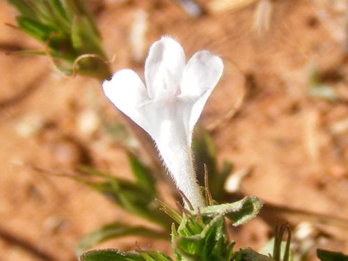 Image of Dyschoriste Costata (Dyschoriste costata) by no rights reserved