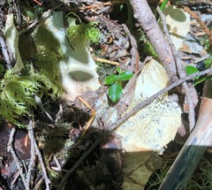 Coccomyces dentatus