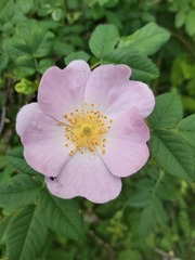 Rosa canina