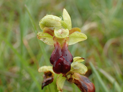 Ophrys fusca funerea