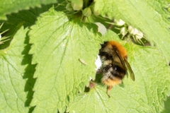 Bombus pascuorum