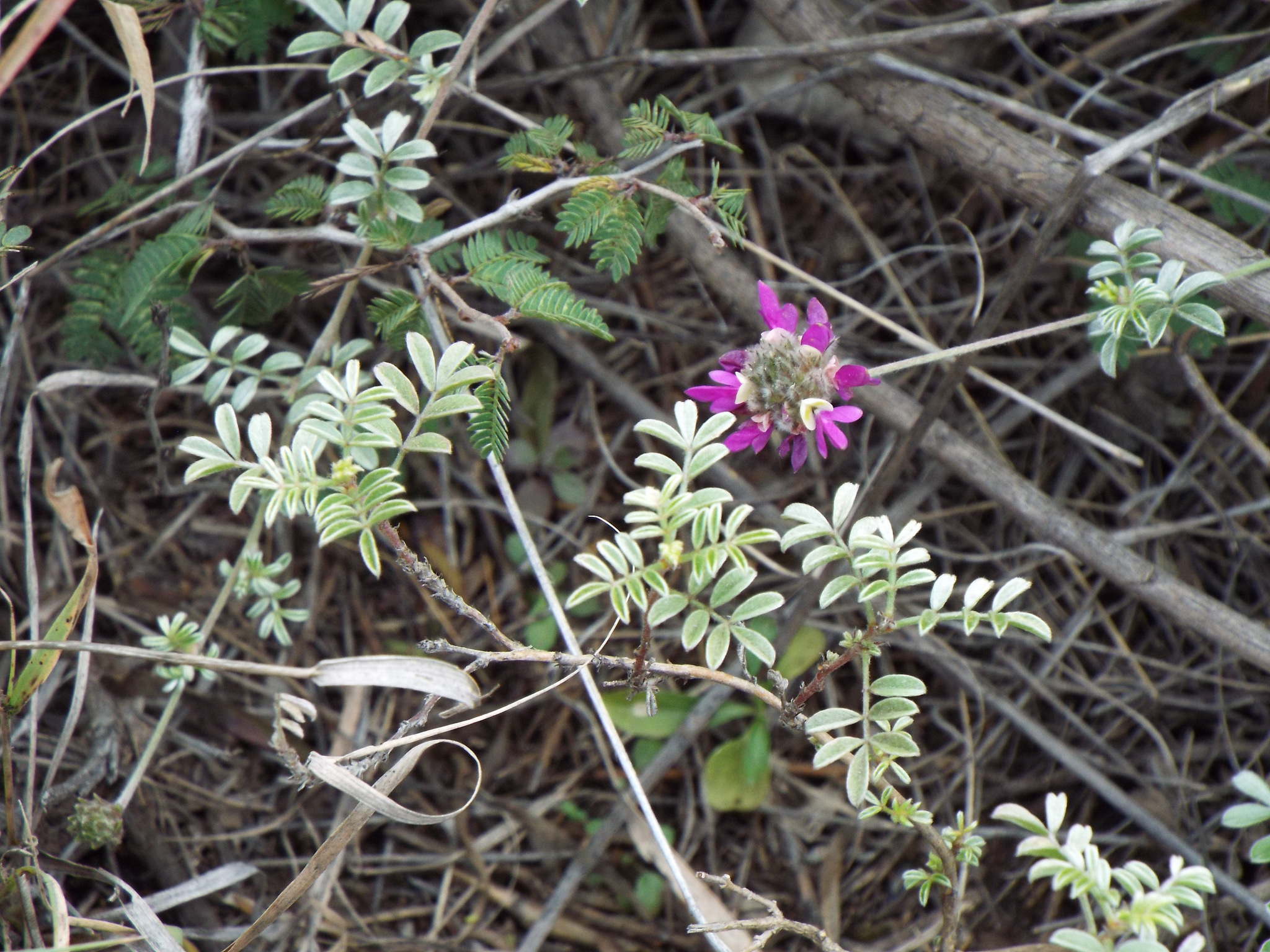 Dalea greggii