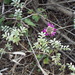 Trailing Indigo Bush - Photo (c) Guillermo Rodriguez, some rights reserved (CC BY-NC), uploaded by Guillermo Rodriguez