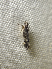 Aristotelia rubidella