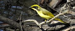 Lichenostomus melanops