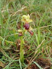 Ophrys fusca funerea