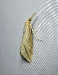 Donacaula longirostrallus