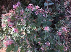 Arctostaphylos canescens