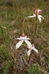 Caladenia longicauda eminens