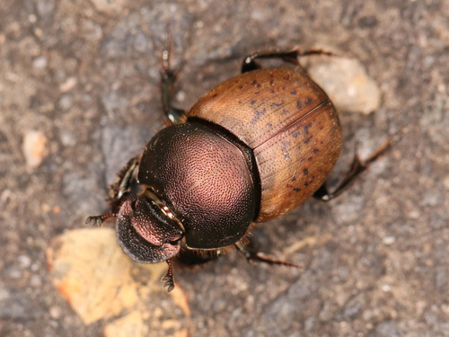 metallic horned dung beetle, photo 4 of 10