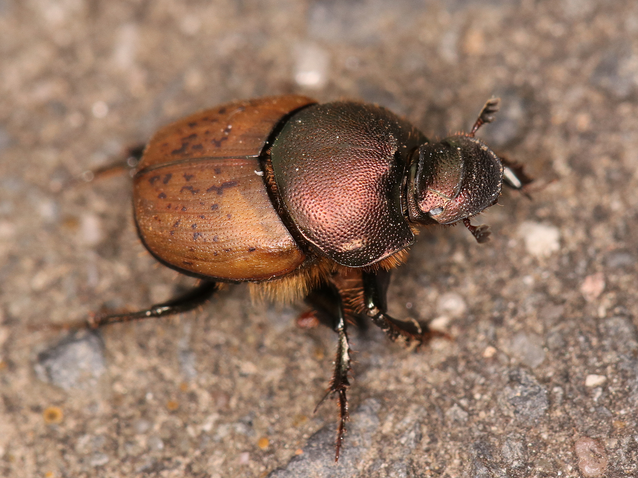 metallic horned dung beetle (Onthophagus coenobita)  iNaturalist