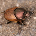 Metallic Horned Dung Beetle - Photo (c) tuggip_t, some rights reserved (CC BY-NC)