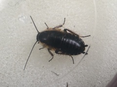 Phyllodromica maculata