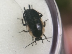 Phyllodromica maculata