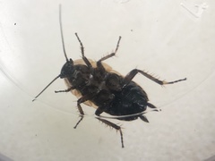 Phyllodromica maculata