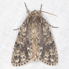 Acronicta impressa
