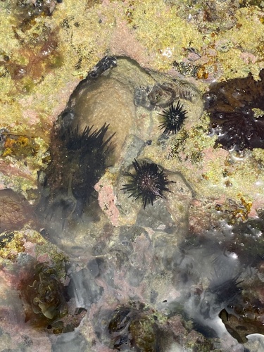 Photo of Rock-boring urchin (Echinometra lucunter)