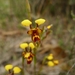 Diuris picta - Photo (c) Leon Perrie, some rights reserved (CC BY-NC-SA), uploaded by Leon Perrie