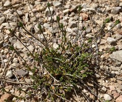 Arenaria armerina
