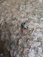 Cypherotylus debauvei