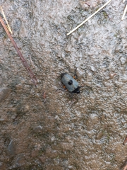 Cypherotylus debauvei