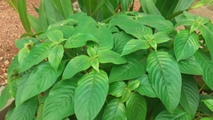 Mussaenda erythrophylla