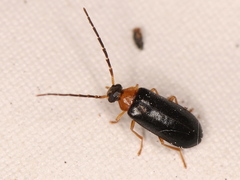 Conopalpus brevicollis