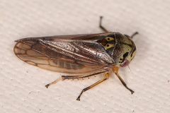 Oncopsis flavicollis