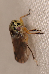 Oncopsis flavicollis