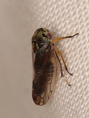 Oncopsis flavicollis