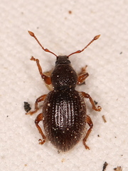 Barypeithes pellucidus