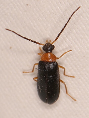 Conopalpus brevicollis