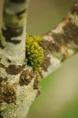 Plenogemma phyllantha