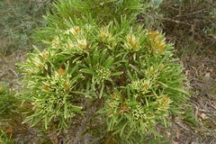 Hakea corymbosa