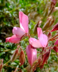 Ononis fruticosa