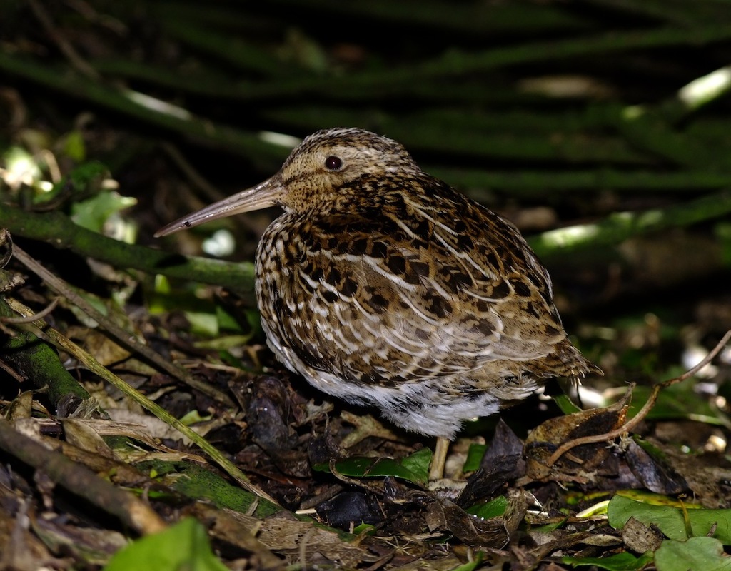 Chatham Snipe