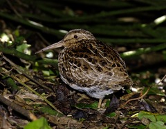 Coenocorypha pusilla